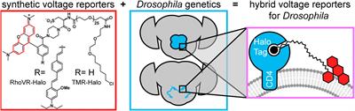 Voltage Imaging in Drosophila Using a Hybrid Chemical-Genetic Rhodamine Voltage Reporter